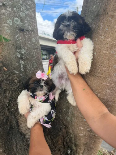 Filhote de shih tzu macho e fêmea