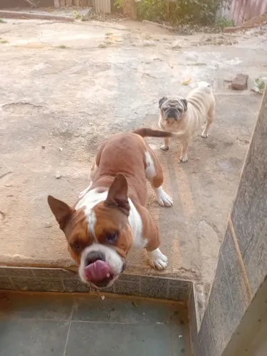 American bully pocket