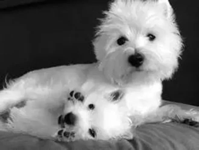 West Terrier