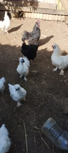 Galinhas sedosas
