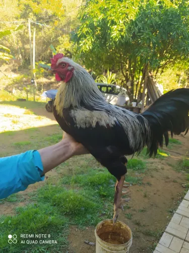 Galo Caipira 