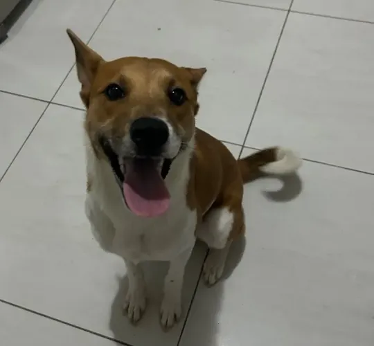 Doação de cachorro 