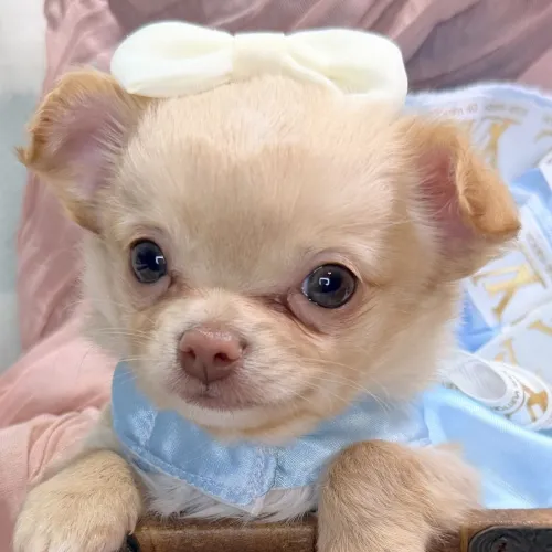 Chihuahua pelo curto e longo - Disponível para entrega