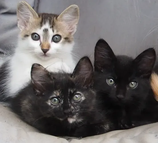 Lindos gatinhos de dois meses