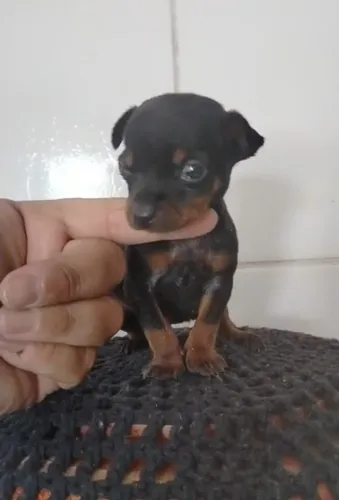 Pintier zerinho de bolso