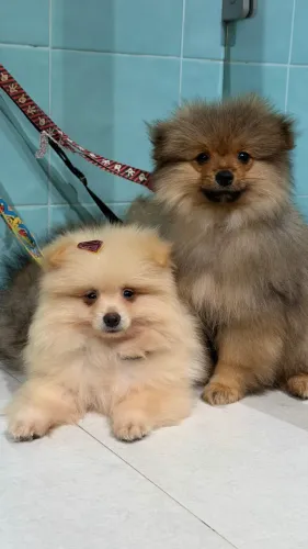 Spitz Alemão
