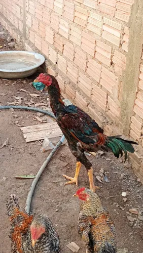 Galo novo mora com índio gigante