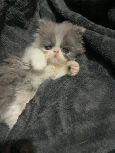 Gato persa