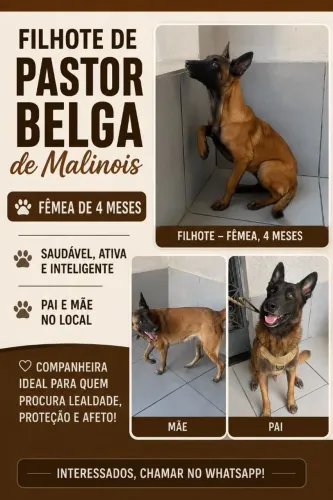 Filhote de Pastor Belga de Malinois 