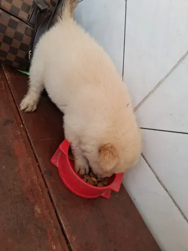 Chow chow