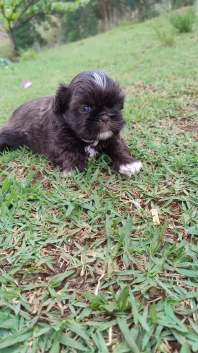 Cachorro 