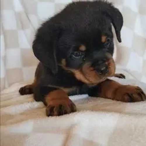 Rottweiler,Rottweiler Filhote Muito Amoroso e Dócil