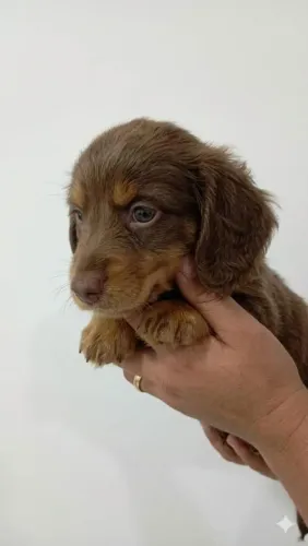Daschund pelo longo / chocolate