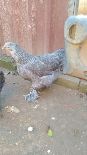 Galinhas Brahma Blue B.