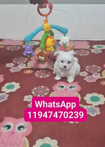 FILHOTE FEMEA MALTÊS LEGITIMA ! ! !