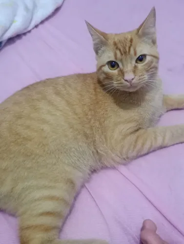 Gatinho pra doação * Pinhais