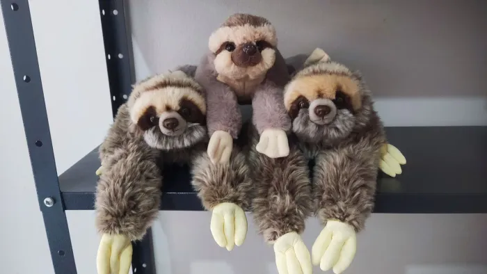 Família bicho preguiça