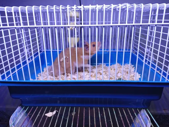 Hamster sirio