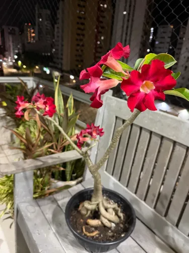 Flor do deserto
