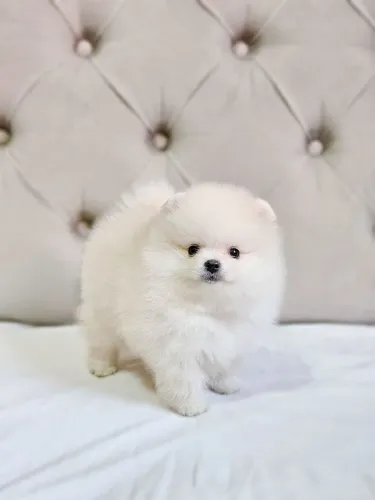 Spitz Alemão - Lulu da Pomerânia machos
