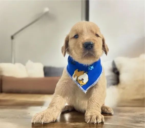 Golden Retriever Filhote Com Muito Carinho e Companheirismo