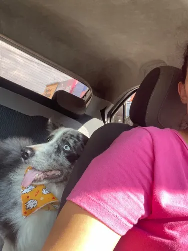 Procura uma namorada border collie