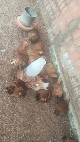 Vende Se galinha Caipirão é Carijó