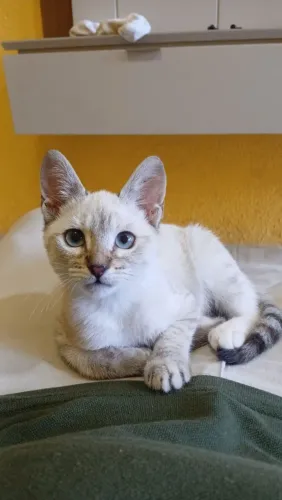 GATO