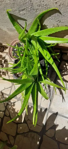 Várias mudas de babosa no vaso com terra adubada 