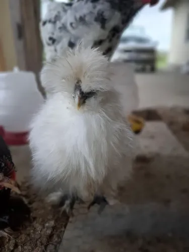 Vendo Casal de Sedosos
