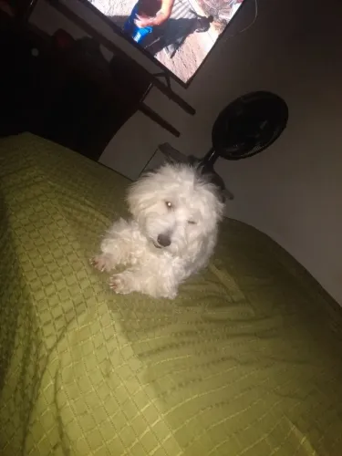 Vendo filhote de cachorro poodle