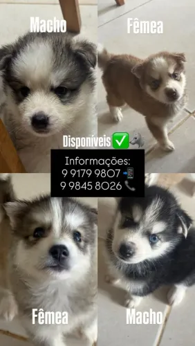 Filhotes d husky siberiano disponível 