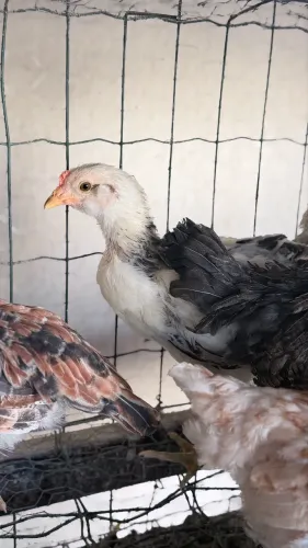 Frangos de GLZ com barbas ovos azuis