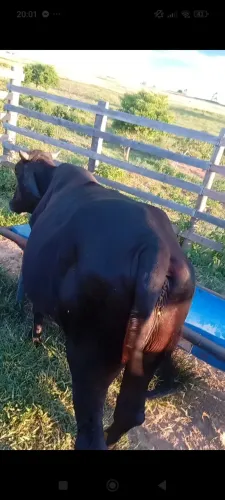 Vendo ou troco garrote  por novilha ,bezerra ,vaca 