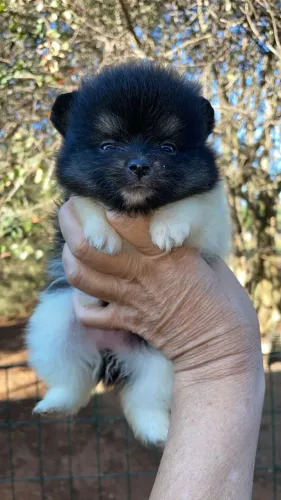 Spitz Alemão Anã Fêmea - Padrão Ursinho, Linda e Muito Peluda! 