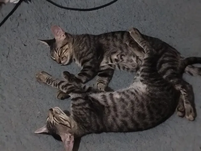 Doacão de gatos Tigrinhos 