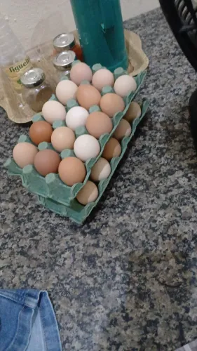 Vendo ovos férteis de galinhas poedeiras emblapa. Isa blow. Criscender e novagens tiender.