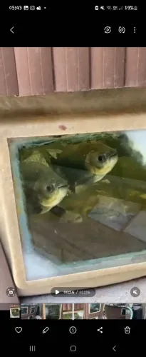 Sistema criação de peixes