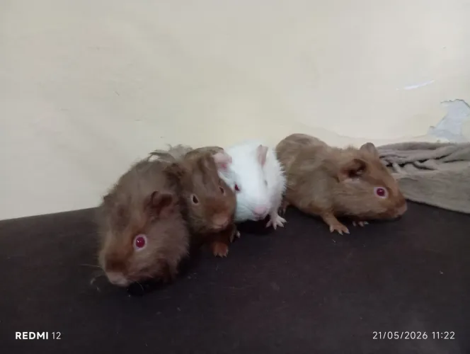 DOAÇÃO!    4 porquinhos da índia (2 casais)