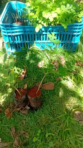 Mudas de Moringa Oleifera