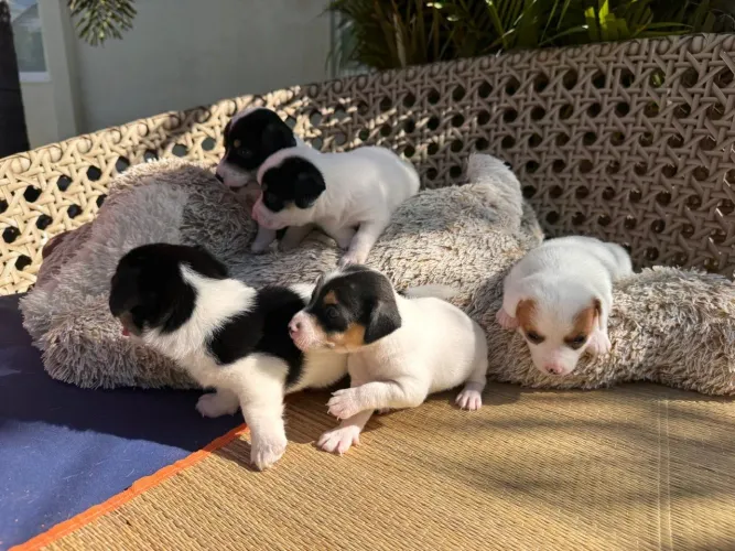 Filhotes Jack Russell Terrier MACHO
