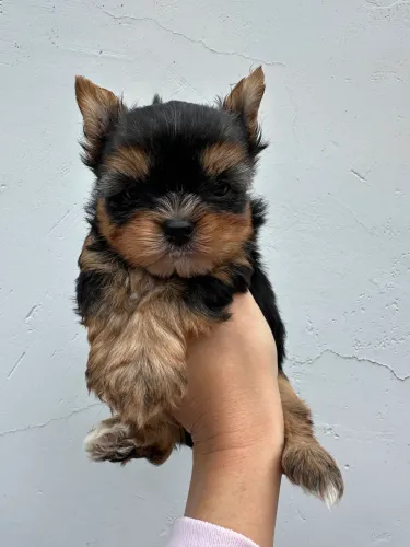 Yorkshire mini