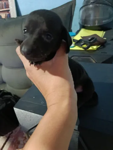 Vende se filhotes de dachshund