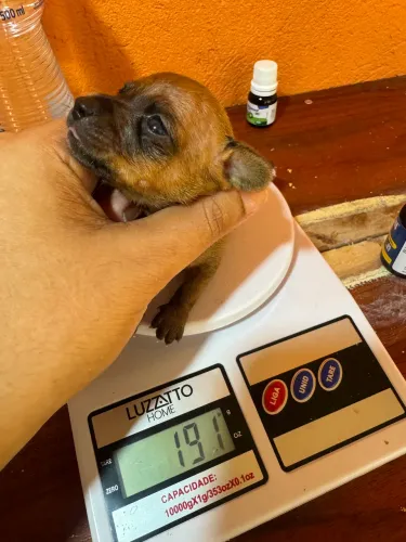 Vendo Pinscher Micro