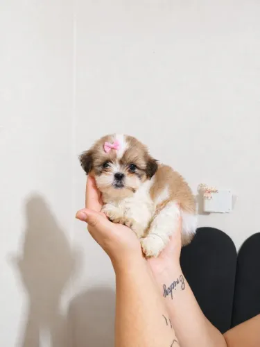 Lindos Filhotes de Shih Tzu - Prontos para um Novo Lar!