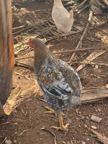 Galos 
