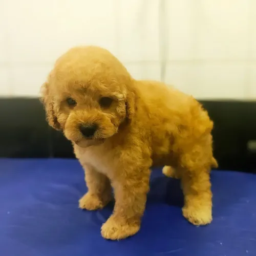Lindo Filhote de Cavapoo macho Fulvo