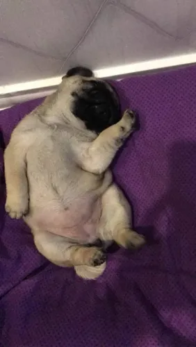 Mini Pug