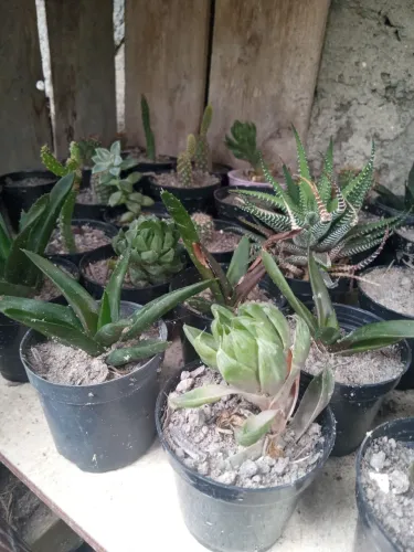 Vendo plantas e mudas 