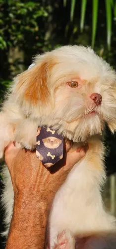 Shih-tzu 5 meses - olhos Âmbar 